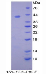 Figure 1. SDS-PAGE