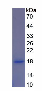 Figure 1. SDS-PAGE