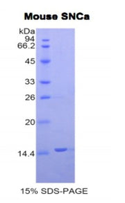 Figure 1. SDS-PAGE