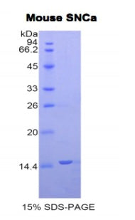 Figure 1. SDS-PAGE
