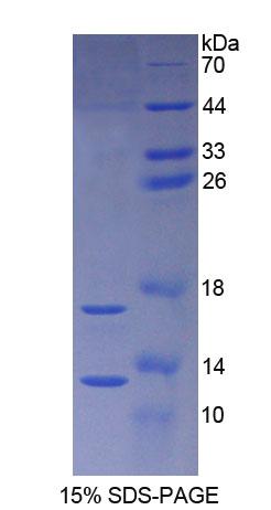Figure 1. SDS-PAGE
