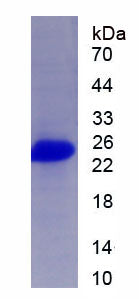 Figure 1. SDS-PAGE