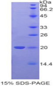 Figure 1. SDS-PAGE