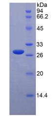 Figure 2. SDS-PAGE