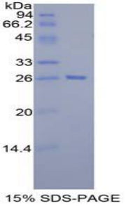 Figure 1. SDS-PAGE