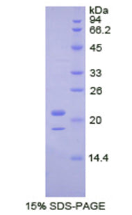 Figure 1. SDS-PAGE