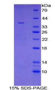 Figure 1. SDS-PAGE