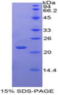Figure 1. SDS-PAGE