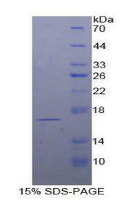 Figure 1. SDS-PAGE