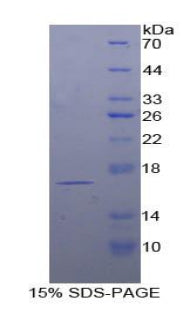 Figure 1. SDS-PAGE