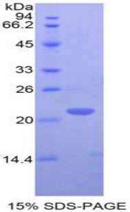 Figure 1. SDS-PAGE