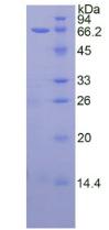 Figure 2. SDS-PAGE