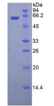 Figure 2. SDS-PAGE