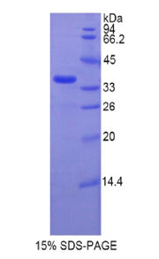 Figure 1. SDS-PAGE