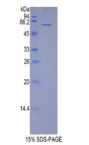 Figure 1. SDS-PAGE