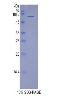 Figure 1. SDS-PAGE