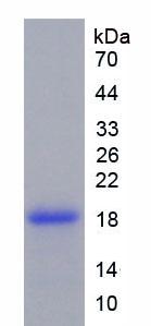 Figure 3. SDS-PAGE