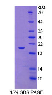 Figure 1. SDS-PAGE