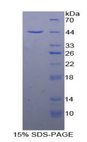 Figure 1. SDS-PAGE