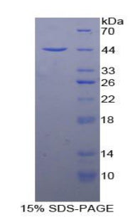 Figure 1. SDS-PAGE