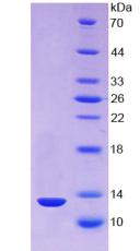 Figure 2. SDS-PAGE