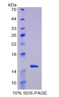 Figure 1. SDS-PAGE