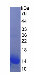Figure 1. SDS-PAGE