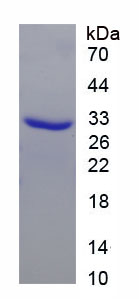 Figure 1. SDS-PAGE
