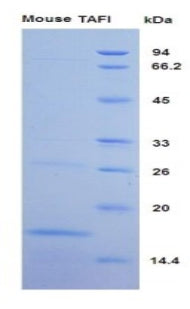 Figure 1. SDS-PAGE