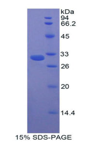 Figure 1. SDS-PAGE