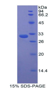 Figure 1. SDS-PAGE