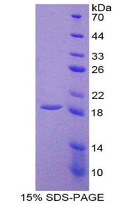 Figure 1. SDS-PAGE