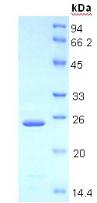 Figure 2. SDS-PAGE