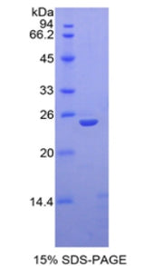 Figure 1. SDS-PAGE