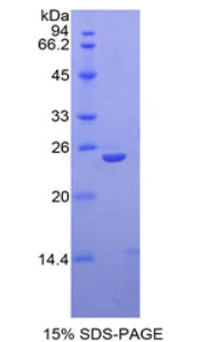 Figure 1. SDS-PAGE