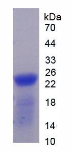 Figure 2. SDS-PAGE