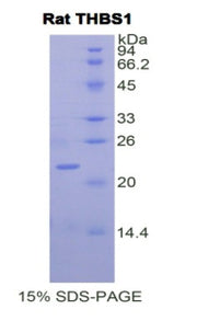 Figure 1. SDS-PAGE