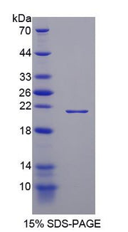 Figure 1. SDS-PAGE