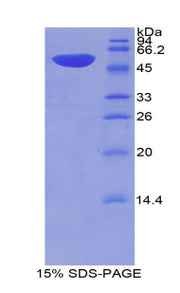 Figure 1. SDS-PAGE