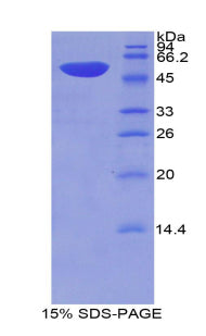Figure 1. SDS-PAGE