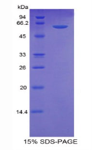 Figure 1. SDS-PAGE