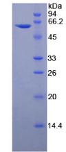 Figure 2. SDS-PAGE