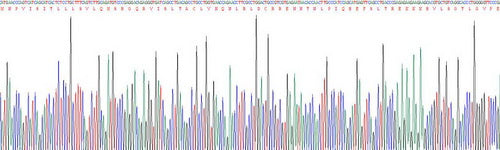 Recombinant Cluster of Differentiation 90 (CD90), RPU43999