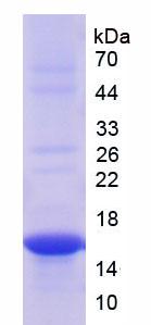 Figure 3. SDS-PAGE