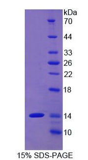 Figure 1. SDS-PAGE