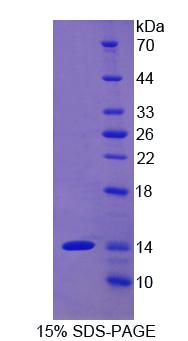 Figure 1. SDS-PAGE