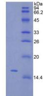 Figure 3. SDS-PAGE