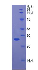 Figure 2. SDS-PAGE