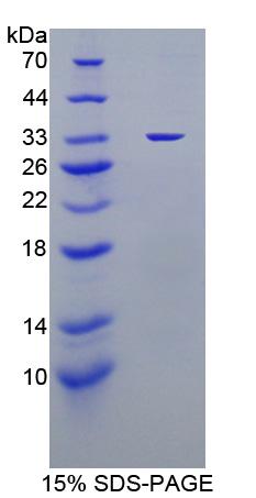 Figure 1. SDS-PAGE