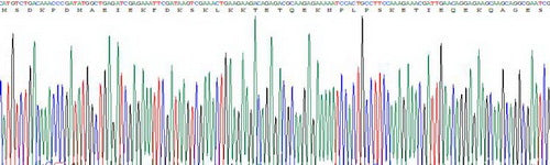 Recombinant Rat Thymosin Beta 4 (TMSB4X)